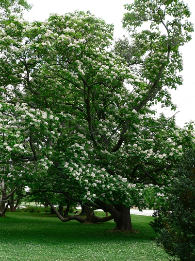 {Catalpa bignonioides}